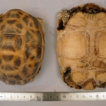 Pyxis arachnoides arachnoides - Pyxide arachnoides