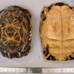 Pyxis arachnoides brygooi - Pyxide araignée