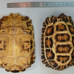 Pyxis planicauda - Tortue à queue plate