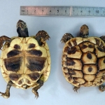 Testudo graeca - Tortue grecque
