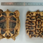 Testudo hermanni - Tortue d'Hermann