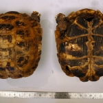 Testudo horsfieldii - Tortue des steppes