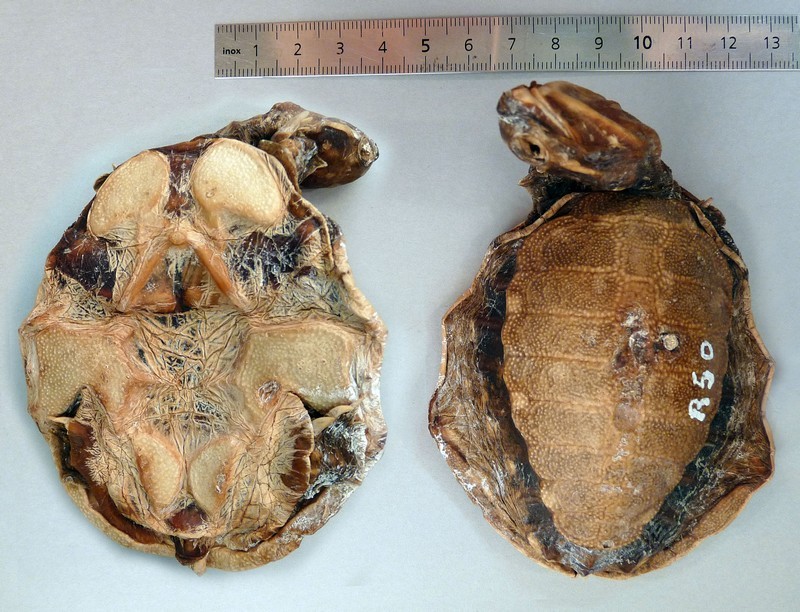 Cycloderma frenatum - Trionyx à clapets du Zambeze