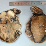 Cycloderma frenatum - Trionyx à clapets du Zambeze