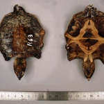 Trionyx triunguis - Trionyx du Nil