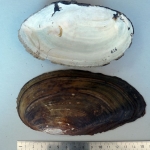 Anodonta cygnea