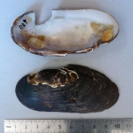 Margaritifera margaritifera