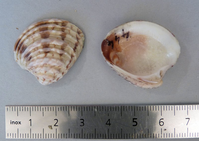 Callista sp.