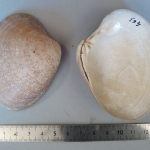 Megapitaria squalida