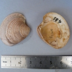 Mercenaria mercenaria