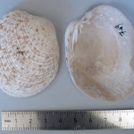 Periglypta albocancellata