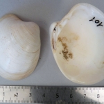 Pitar rudis mediterranea