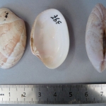 Polititapes rhomboides