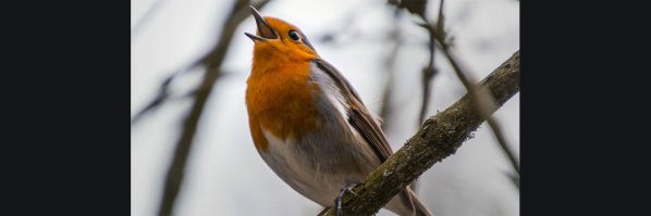 "A VOL D'OISEAU" CONCERT/DEBAT