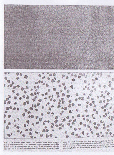 Figure 1. Champ de chromosomes, photo prise par James A. Lake, « The Ribosome », Scientific American 245.2 (August 1981), p. 86. 