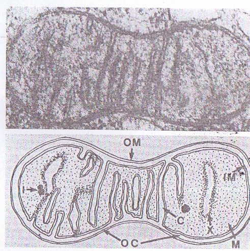 Figure 2. Mitochondrie. Figure de L.T. Threadgold, The Ultra-structure of the Animal Cell, Second Edition, p. 321, Oxford, Pergamon Press, 1976. 