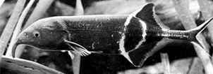 Un Gnathonemus Petersi