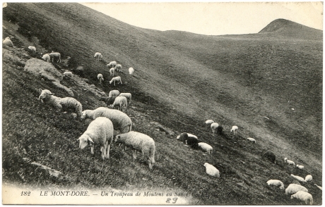 Le Mont-Dore. - Un troupeau de moutons au Sancy