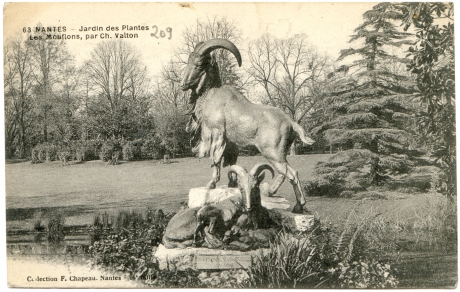 Nantes - Jardin des Plantes - Les Mouflons, par Ch.Valton