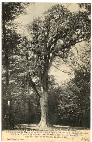 Chêne des Partisans, Forêt de St-Ouen-les-Paray