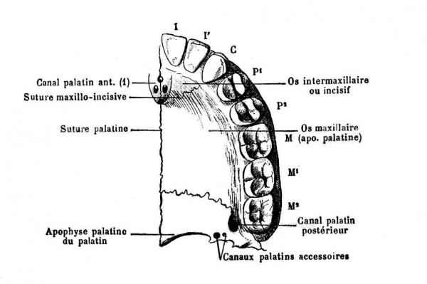 Figure 4 : Os maxillaire avec dents – illustration libre de droits