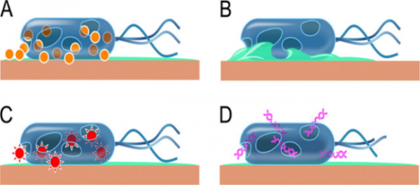 Figure 2: Copper action mechanisms on bacteria via (A) Surface Cu, (B) Cellular lysis, (C) Reactive Oxygen Species (ROS) and (D) DNA destruction [7].
