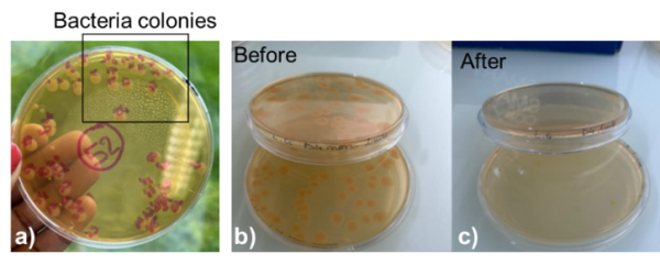 Figure 8: Photos of (a) an example of bacteria colonies obtained using culture techniques, (b) bacteria colonies before contact with a sample, (c) bacteria colonies after contact with Cu/SS surface.