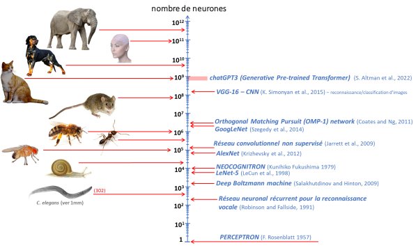 Figure 1 Comparaison du nombre approximatif de neurones dans le système nerveux d’animaux avec le nombre de neurones artificiels utilisés dans différents algorithms (softeware) développés depuis les débuts de l’approche « connexioniste » (d’après les données issues de Goodefellow 2016).