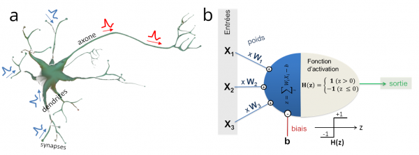 Figure 3 (a) Représentation schématique d’un neurone isolé (b) Shéma de principe d’un perceptron comprenant trois entrées X1, X2 et X3 (soit quatre paramètres : les poids synaptiques W1, W2 et W3 ainsi que le biais b)