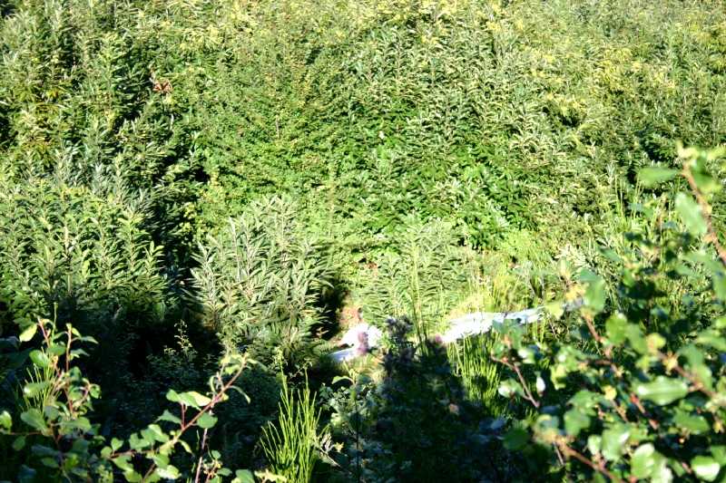 Enlarge Picture135_British_team.jpg