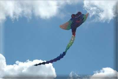 Enlarge cerfvolant1.jpg