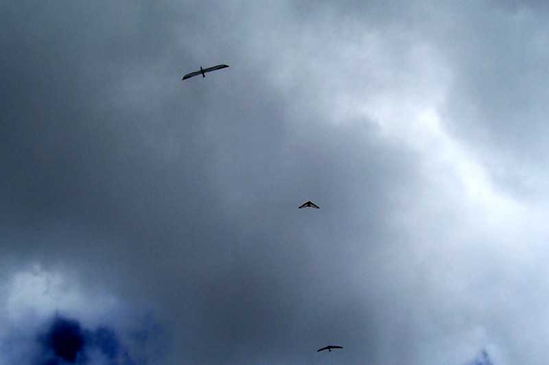 Enlarge 101_1763.JPG