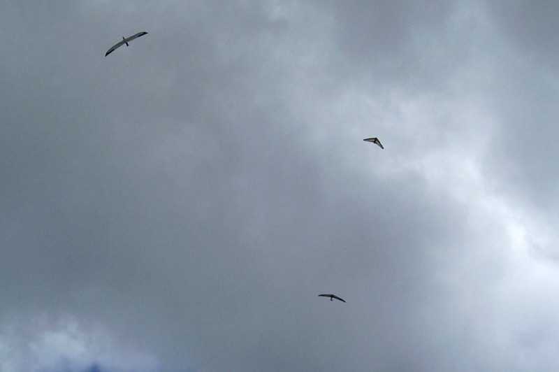 Enlarge 101_1764.JPG