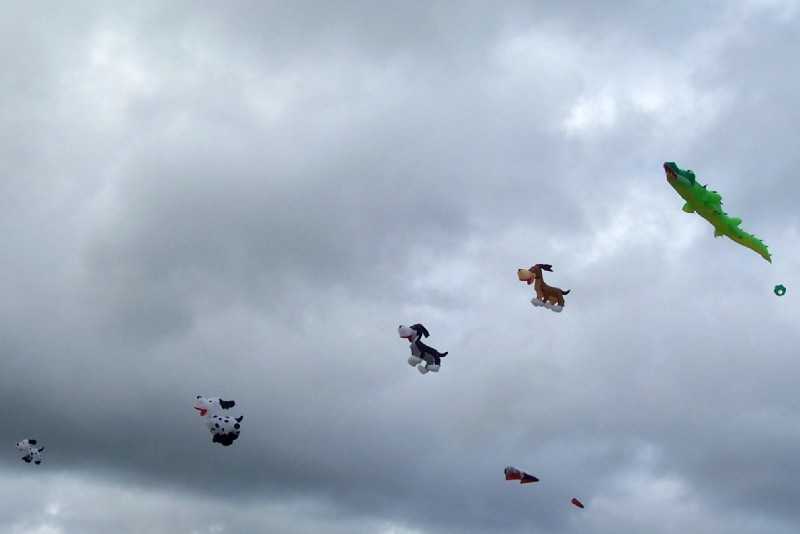 Enlarge 101_1828.JPG