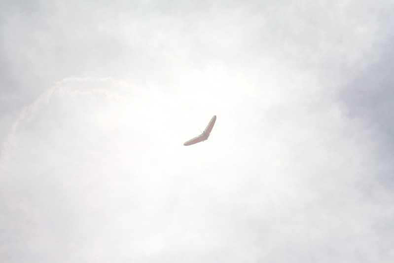 Enlarge IMG_0807.jpg