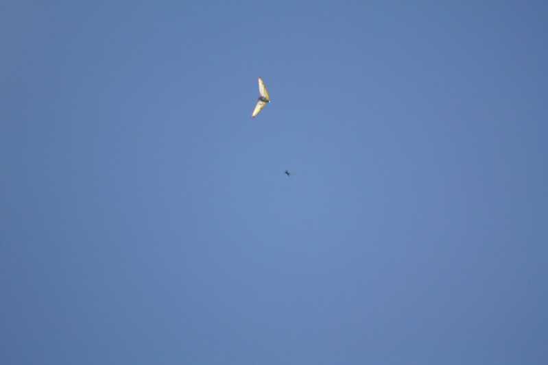 Enlarge IMG_0817.jpg