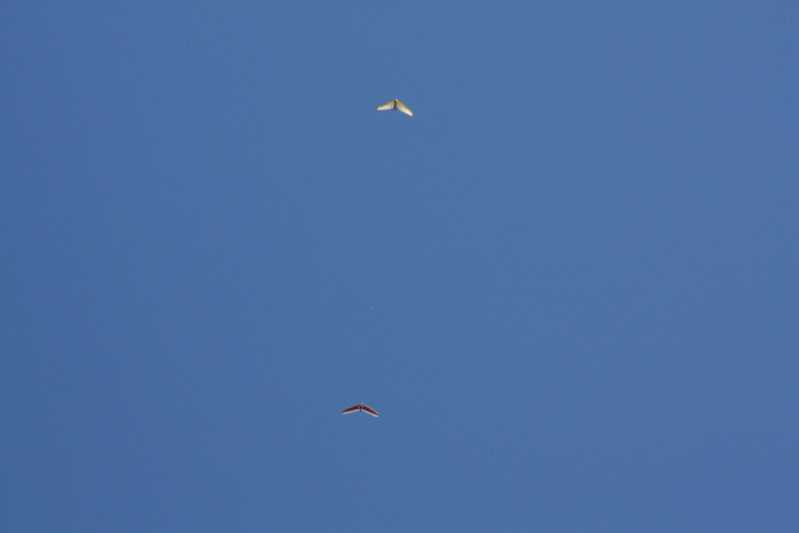 Enlarge IMG_0855.jpg