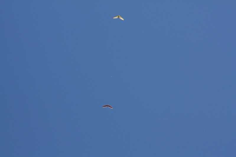 Enlarge IMG_0856.jpg