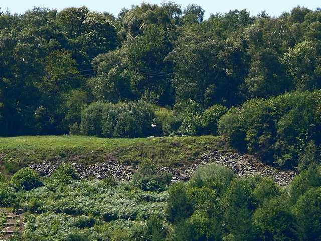 Enlarge P1000479.jpg