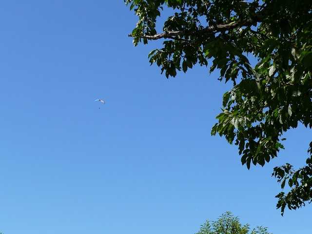 Enlarge P1000493.jpg