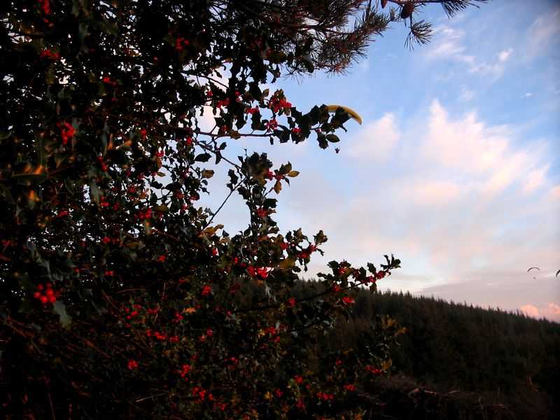 Enlarge mone171106_025.jpg