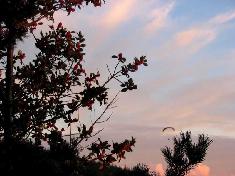 Enlarge mone171106_026.jpg