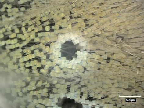 Ceci est un papillon bleu