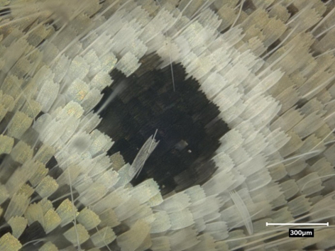 Ceci est un papillon bleu