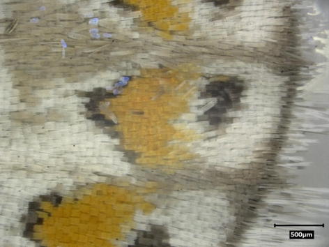 Ceci est un papillon bleu