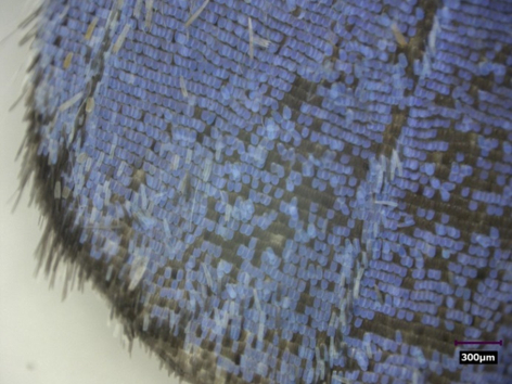 Ceci est un papillon bleu