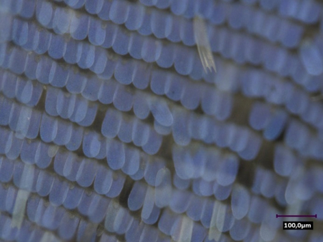 Ceci est un papillon bleu