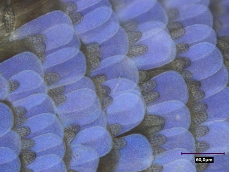 Ceci est un papillon bleu