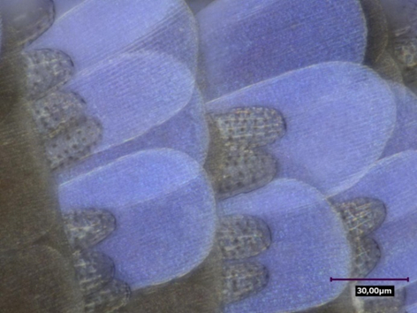 Ceci est un papillon bleu