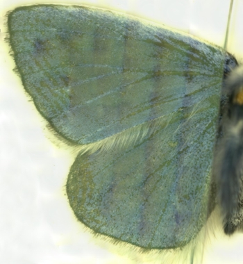 Ceci est un papillon bleu